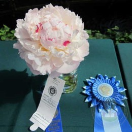 Пион Аве Мария