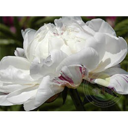 Пион Аве Мария