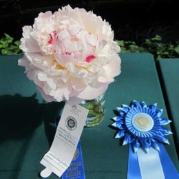 Пион Аве Мария