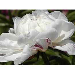 Пион Аве Мария