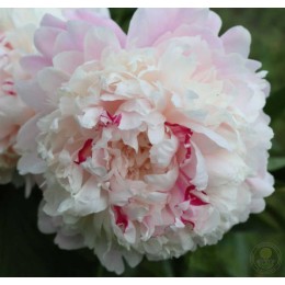 Пион Честин Гауди