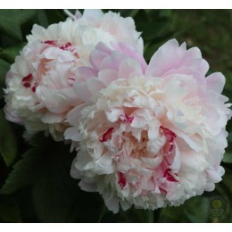 Пион Честин Гауди