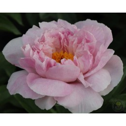 Пион Оркид Энни