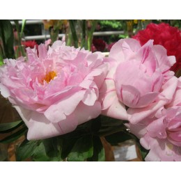 Пион Оркид Энни