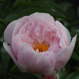 Пион Оркид Энни