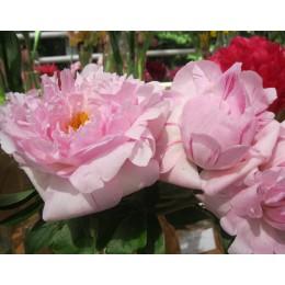 Пион Оркид Энни