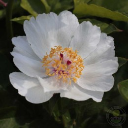 Пион Сквайрт