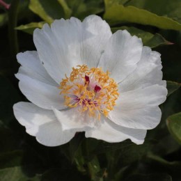 Пион Сквайрт