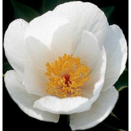 Пион Сквайрт