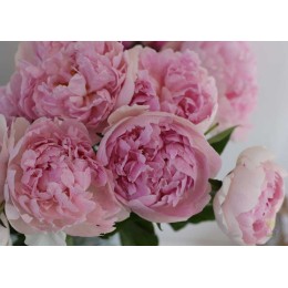 Пион Владимир Дубров