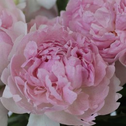 Пион Владимир Дубров