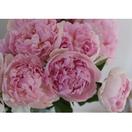 Пион Владимир Дубров