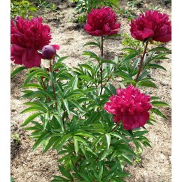 Пион Ред Комет