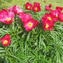 Пион Смоута / уклоняющийся Смоута