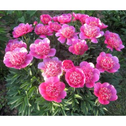 Пион лекарственный Анемонефлора