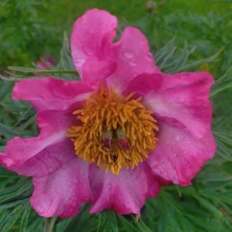 Пион гибридный