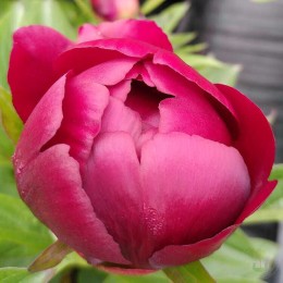 Пион Филагри