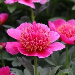 Пион Элфин Бьюти