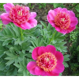 Пион Элфин Бьюти