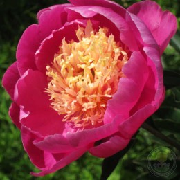 Пион Ама-Но-Соуд