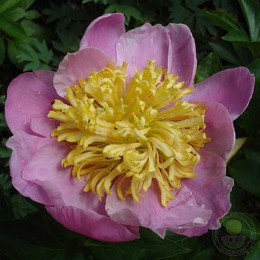 Пион Антверпен