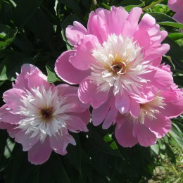 Пион Боул оф Бьюти