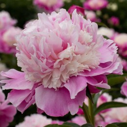 Пион Кора Стаббс