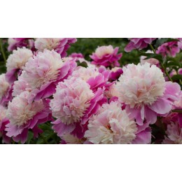 Пион Кора Стаббс