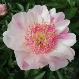 Пион Ду Телл