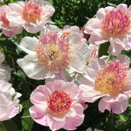 Пион Ду Телл