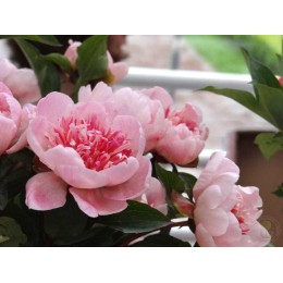 Пион Ду Телл