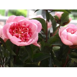 Пион Ду Телл