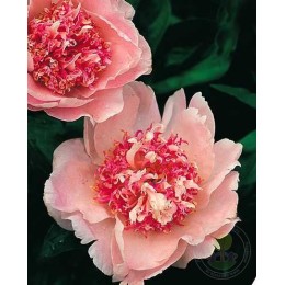 Пион Ду Телл