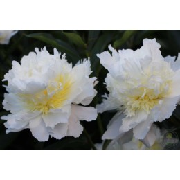 Пион Голден Браслет