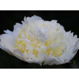 Пион Голден Браслет