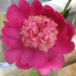 Пион Санта Фе