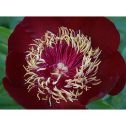 Пион Уайн Эйнджел