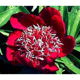 Пион Уайн Эйнджел