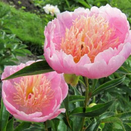 Пион Лавендер Лейс