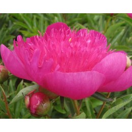 Пион Изи Лавендер