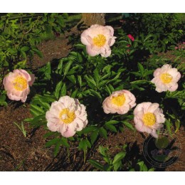 Пион Глоуинг Кэндлз