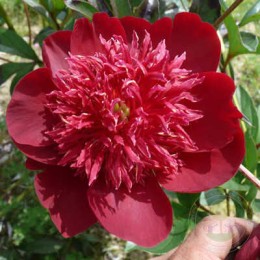 Пион Хари-Ай-Нин