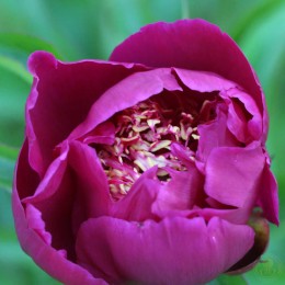 Пион Хари-Ай-Нин