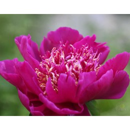 Пион Хари-Ай-Нин