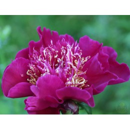 Пион Хари-Ай-Нин