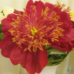 Пион Рей Пейтон