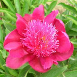 Пион Джин Эриксен