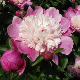 Пион Мисс Конджиниэлити