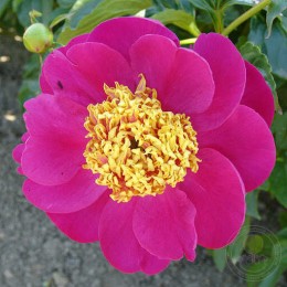 Пион Микадо