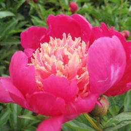 Пион Микадо